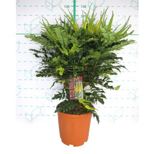 Mahonia media "Winter Sun" 20L Deco 60/80