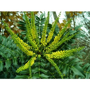 Mahonia media "Winter Sun" 3L 30/40