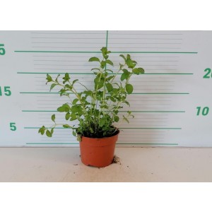 Mentha pulegium M11 10/ 15