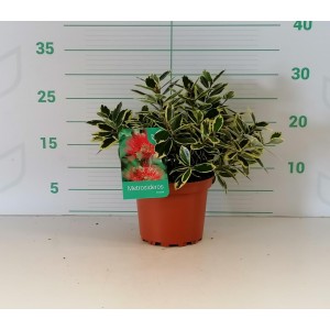Metrosideros excelsus "Aurea" 2L 20/25