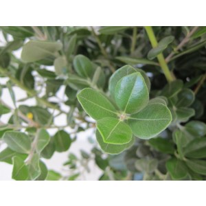 Metrosideros excelsea 5L 40/50