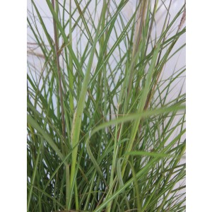 Miscanthus sinensis "Adagio"  2.5L R/C 30/40