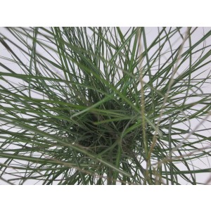 Miscanthus sinensis "Graciillimus" 2.5L R/C 20/30
