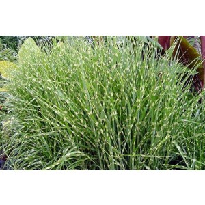 Miscanthus sinensis "Etincelle" 2.5L R/C 20/30