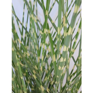Miscanthus sinensis "Strictus" 2.5L R/C 20/30