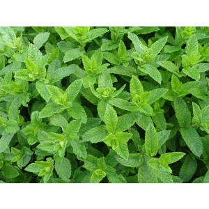 Mentha piperita M11 10/15