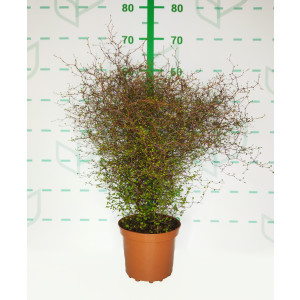 Muehlenbeckia complexa  3L 25/30