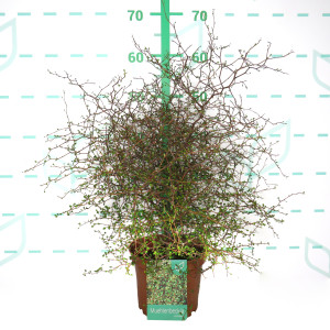 Muehlenbeckia complexa  3L 25/30