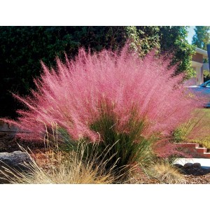 Muhlenbergia "Capillaris" 2.5L R/C