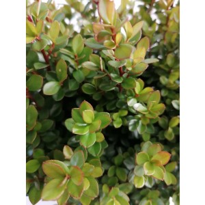 Myrsine africana 3L 20/30