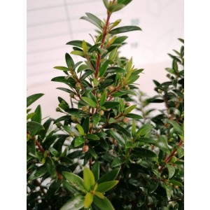 Myrtus communis 2L 20/25 "Tarentina"
