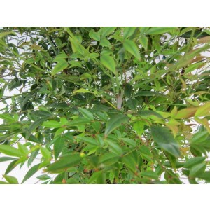 Nandina domestica 18L 70/90