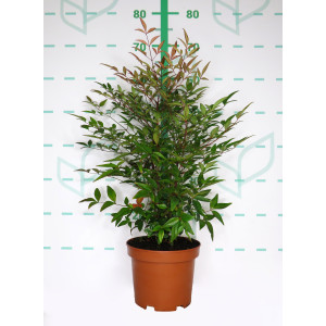 Nandina domestica 3L 25/30