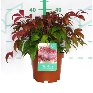 Nandina domestica "Blush Pink" 3L 20/30