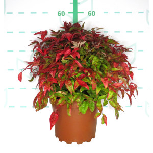 Nandina domestica "Blush Pink" ® 7.5L 30/35
