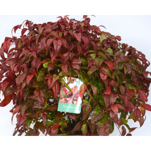 Nandina domestica "Fire Power" 7.5L 40/50