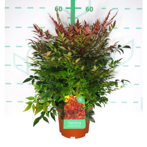 Nandina domestica "Gulf Stream" 3L 30/40