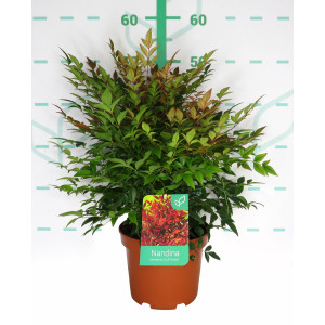 Nandina domestica "Gulf Stream" 3L 30/40