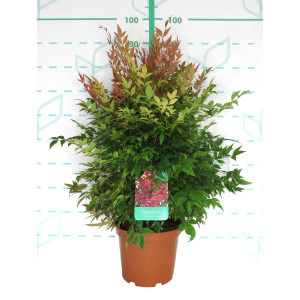Nandina domestica "Gulf Stream" 7.5L 50/60
