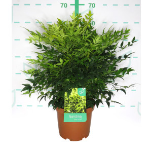 Nandina domestica "Magical Lemon & Lime" ® 5L 30/40