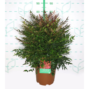 Nandina domestica "Obsessed Seika" ® 10L 60/70
