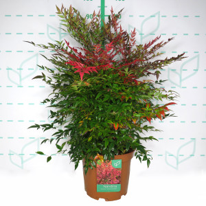 Nandina domestica "Obsessed Seika" ® 10L 60/70