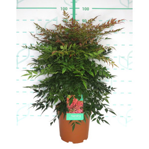 Nandina domestica "Obsessed Seika" ® 10L 40/50