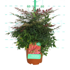 Nandina domestica "Obsessed Seika" ® 5L 30/40