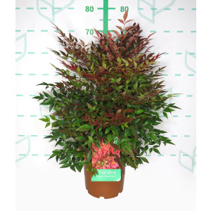 Nandina domestica "Obsessed Seika" ® 5L 40/50