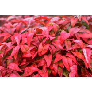 Nandina domestica "Fire Power" 3L 20/30