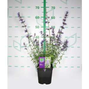 Nepeta faassenii "Walker's Low" 2L R/C 20/30