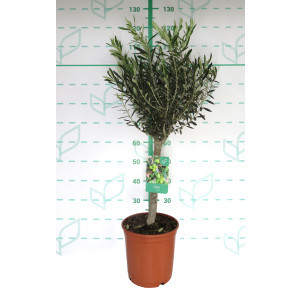 Olea europaea 10L Ht 40 80/90