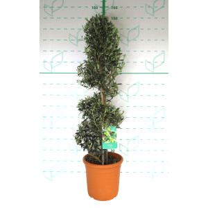 Olea europaea 18L 110/130 Espiral