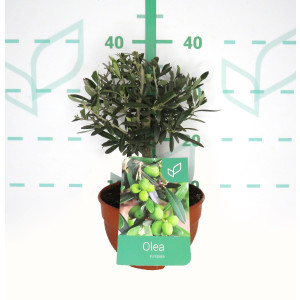 Olea europaea 3L Tarrina Ht 10/15 35/40