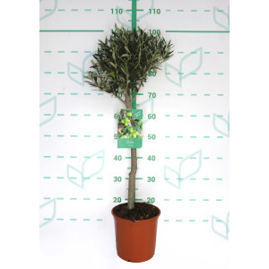 Olea europaea 5L Ht 50 75/80