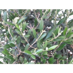 Olea europaea 225L Deco "TOPIARIA ZEN" LOTE 6