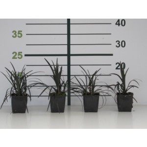 Ophiopogon planiscapus "Nigrescens" 1L 20/25