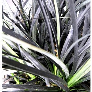 Ophiopogon planiscapus "Nigrescens" 2L R/C 10/20