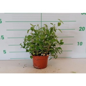 Origanum vulgare M11