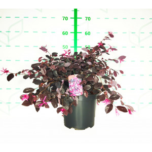 Loropetalum chinensis "Ever Red" 7.5L