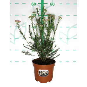 Ozothamnus rosmarinifolius 2.5L 30/40