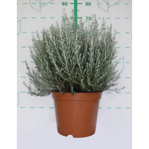 Ozothamnus rosmarinifolius "Silver Jubileé" 10L 30/40