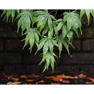 Acer palmatum 5L 60/80
