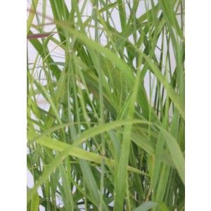 Panicum virgatum "Shenandoah" 2.5L R/C 20/30