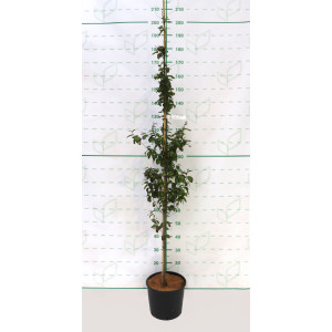 Parrotia persica "Persian Spire" 10L 150/170