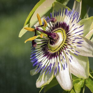 Passiflora edulis 2L alto 4 Tutores 60