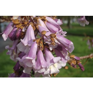 Paulownia fortunei "Fast Blue" 10L 170/200