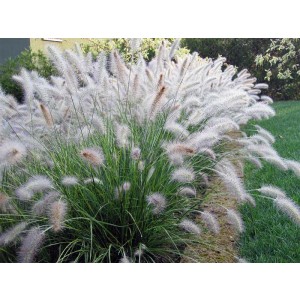 Pennisetum alopecuroides "Hameln" 2.5L 30/40