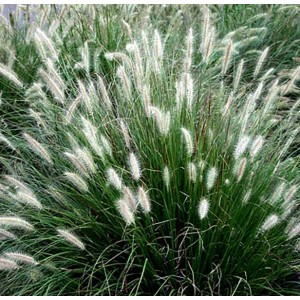 Pennisetum alopecuroides "Little Bunny" 2.5L R/C 20/30