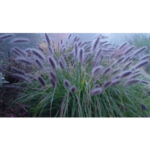 Pennisetum alopecudoides "Moudry" 2.5L 20/30